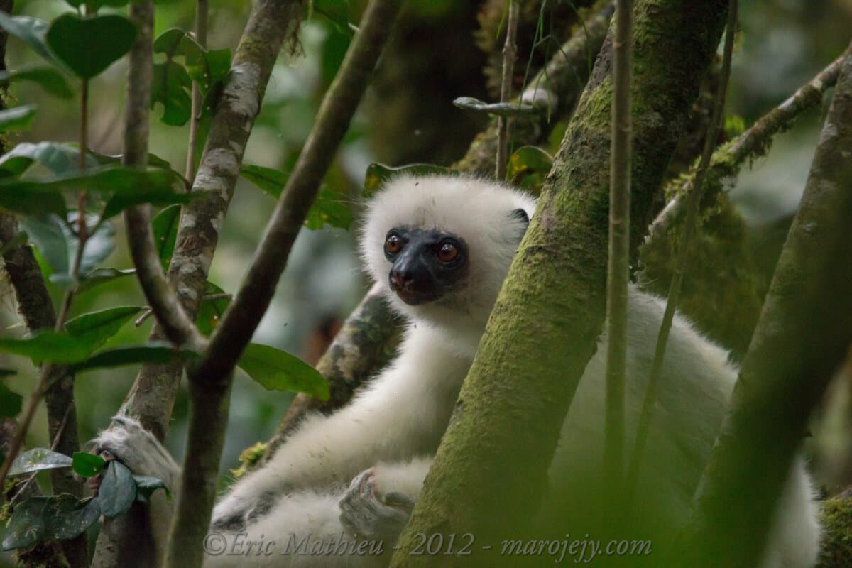 The Land of Sifaka