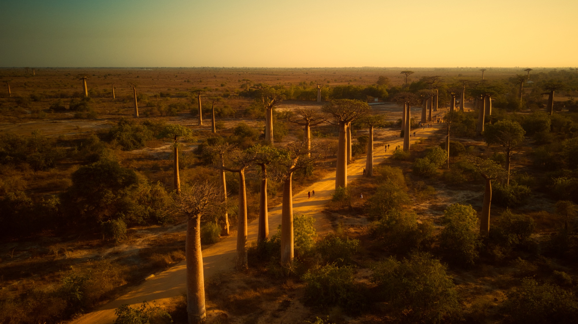 Avenue of the Baobabs