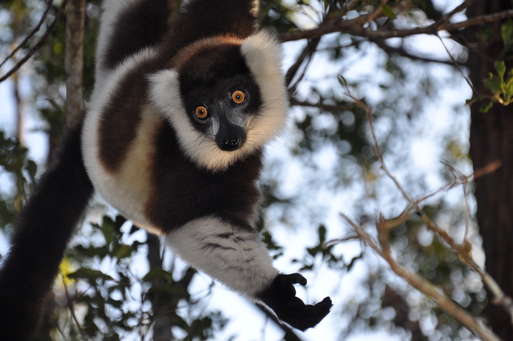 Wildlife & Lemurs